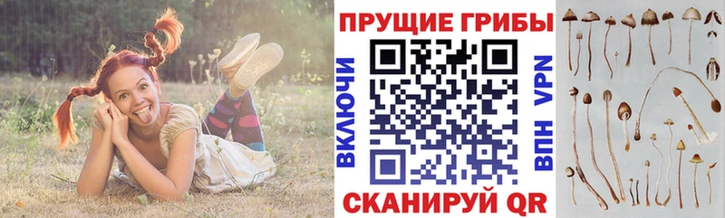Псилоцибиновые грибы ЛСД  ОМГ ОМГ маркетплейс  маркетплейс формула  Выкса 